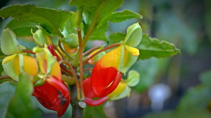 앵무새 봉선화 - Parrot Impatiens