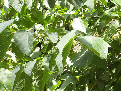 박쥐나무 사진 - Alangium platanifolium var. macrophyllum Photos