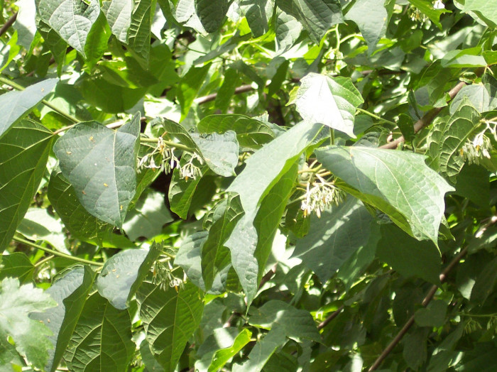 박쥐나무 - Alangium platanifolium var. macrophyllum