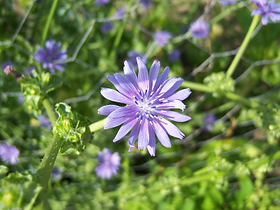 꽃상추 사진 - Cichorium endivia L. Photos