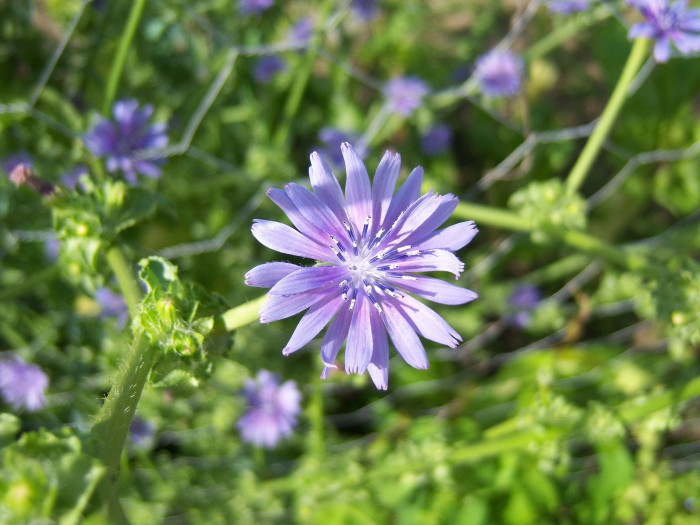 꽃상추 - Cichorium endivia L.