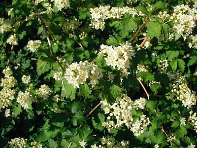 나비국수나무 사진 - Stephanandra incisa var. quadrifissa (Nakai) T.B.Lee Photos