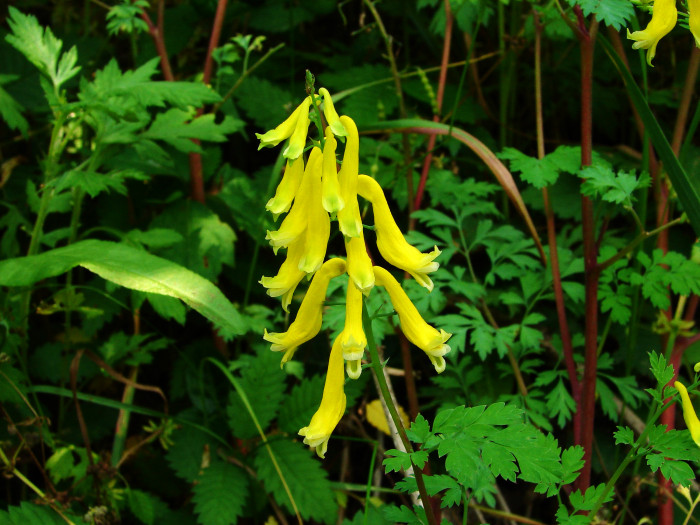 눈괴불주머니 - Corydalis ochotensis Turcz.