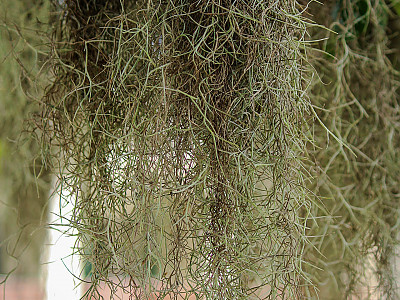 실틸란티시아 사진 - Tillandsia usneoides Photos
