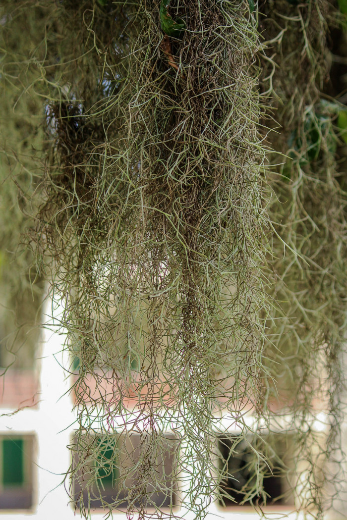 실틸란티시아 - Tillandsia usneoides