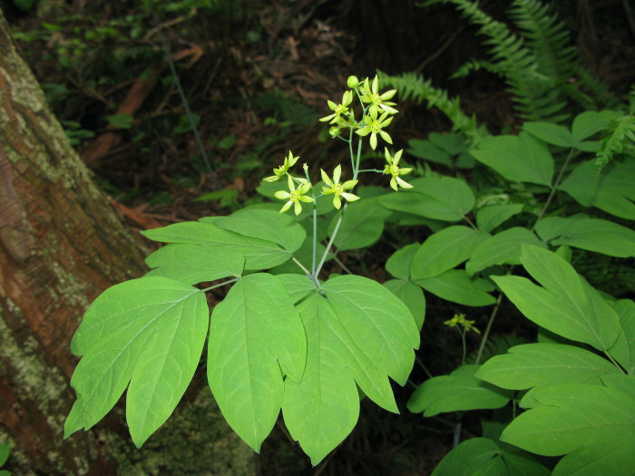 꿩의다리아재비 - Caulophyllum robustum Maxim.