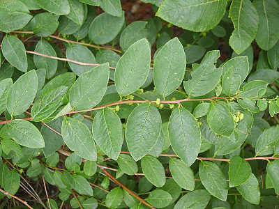 광대싸리 사진 - Securinega suffruticosa (Pall.) Rehder Photos