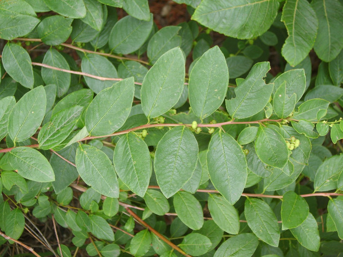 광대싸리 - Securinega suffruticosa (Pall.) Rehder