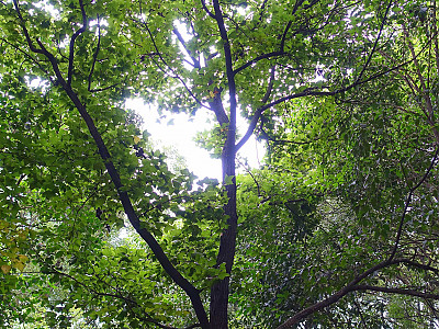 대만풍나무 사진 - Liquidambar formosana Photos
