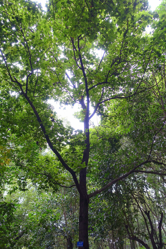대만풍나무 - Sweetgum, Liquidambar formosana