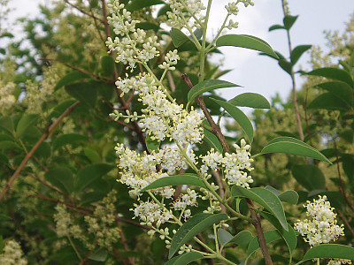 당광나무 사진 - Ligustrum lucidum Aiton Photos