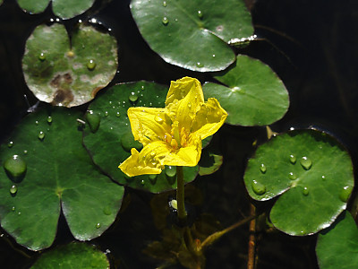 노랑어리연꽃 사진 - Nymphoides peltata (J.G.Gmelin) Kuntze Photos