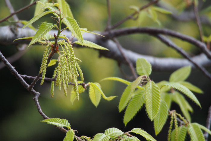 굴참나무 - Quercus variabilis Blume