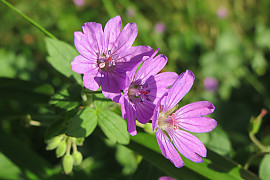 피레나이쿰 제라늄 - Geranium pyrenaicum
