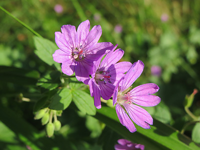 피레나이쿰 제라늄 사진 - Geranium pyrenaicum Photos