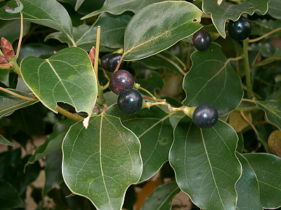 녹나무 사진 - Cinnamomum camphora (L.) J.Presl Photos