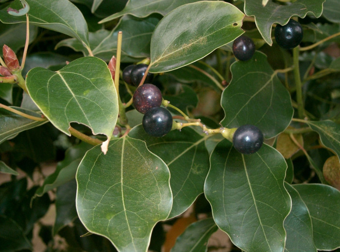 녹나무 - Cinnamomum camphora (L.) J.Presl