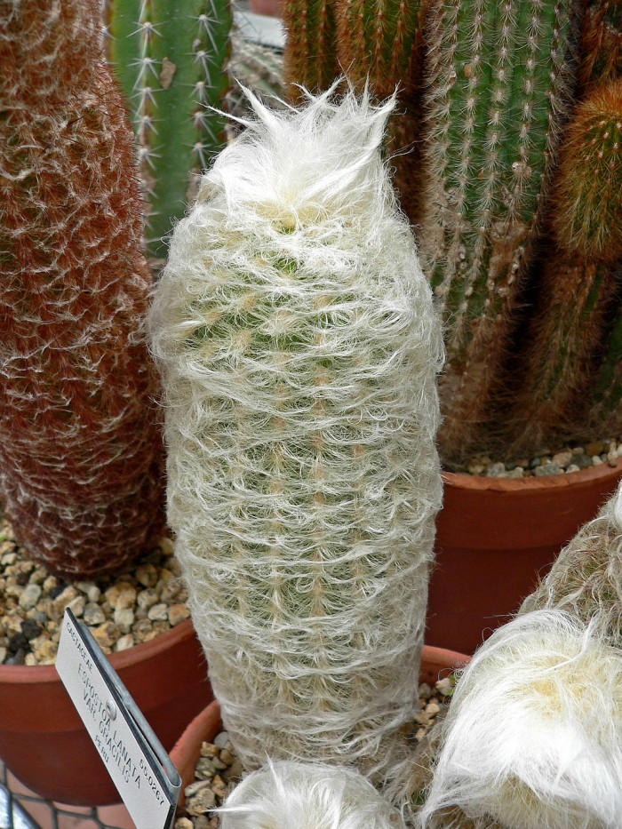 노락 - Espostoa lanata