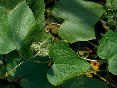 가시박 사진 - Sicyos angulatus L. Photos