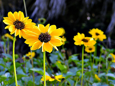 애기해바라기 사진 - Helianthus debilis Nutt. Photos