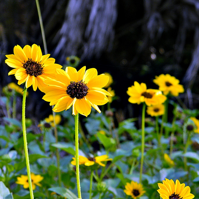 애기해바라기 - Helianthus debilis Nutt.