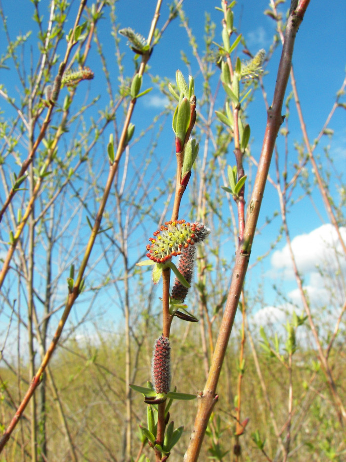 당키버들 - Salix purpurea var. smithiana Trautv.