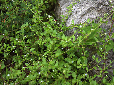 꽃받이 사진 - Bothriospermum tenellum (Hornem.) Fisch. & C.A.Mey. Photos