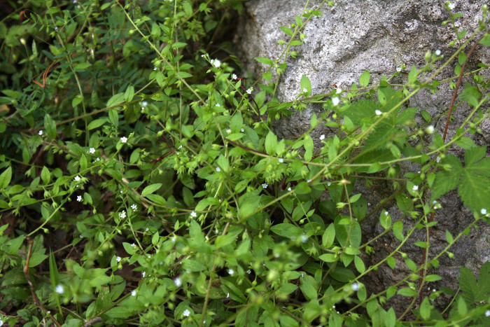꽃받이 - Bothriospermum tenellum (Hornem.) Fisch. & C.A.Mey.