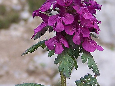 구름송이풀 사진 - Pedicularis verticillata Photos