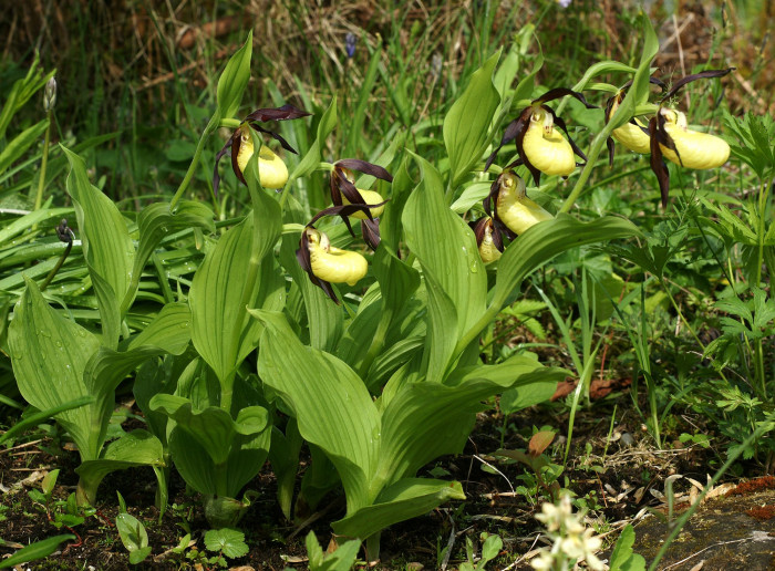 노랑복주머니란 - Cypripedium calceolus L.