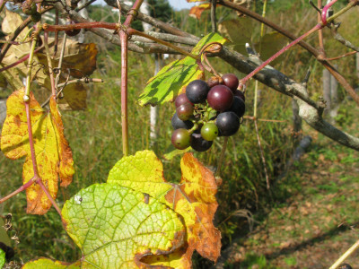 까마귀머루 사진 - Vitis ficifolia var. sinuata (Regel) H.Hara Photos