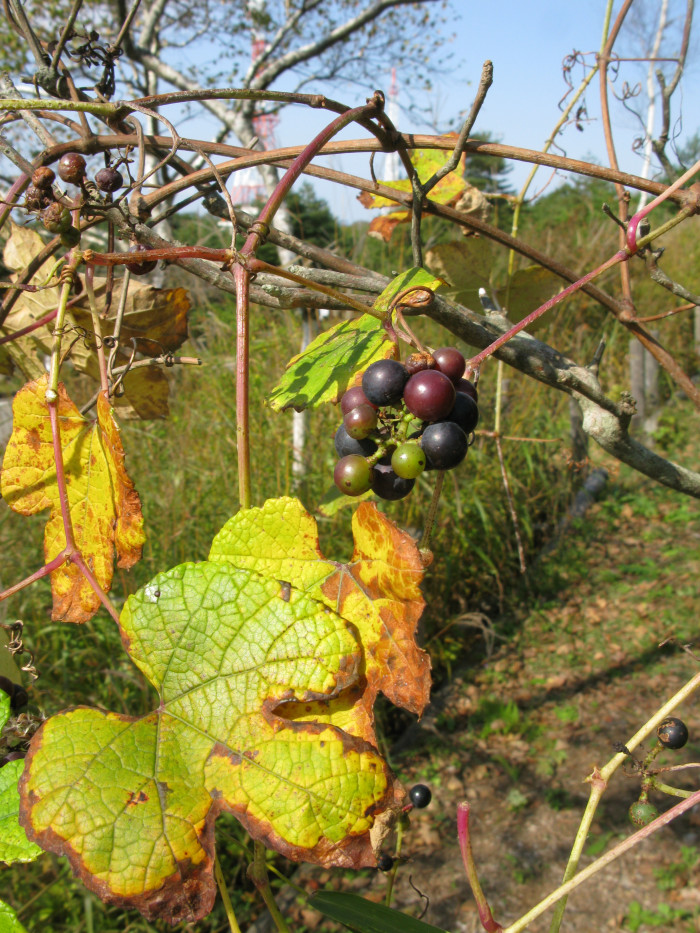 까마귀머루 - Vitis ficifolia var. sinuata (Regel) H.Hara
