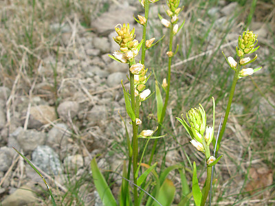 끈적쥐꼬리풀 사진 - Aletris foliata (Maxim.) Makino & Nemote Photos