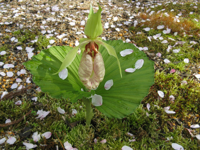 광릉요강꽃 - Cypripedium japonicum