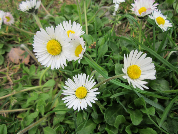 데이지 - Bellis perennis L.