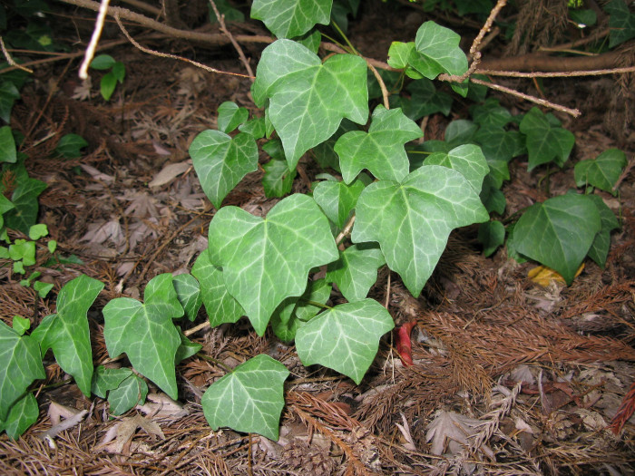 송악 - Japanese Evergreen Ivy, Hedera rhombea (Miq.) Bean