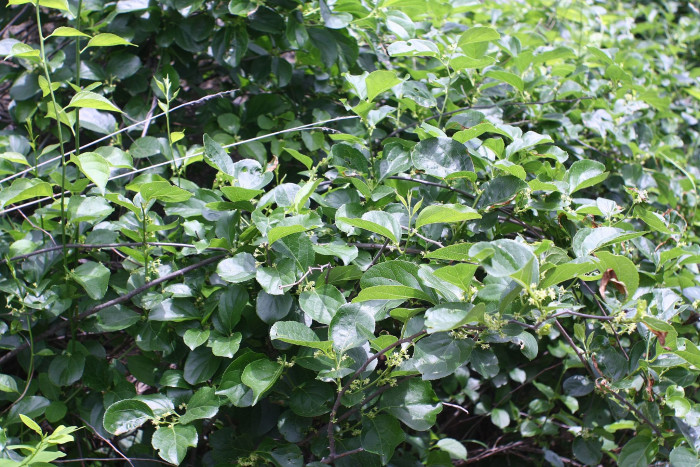 개노박덩굴 - Celastrus orbiculatus var. strigillosus (Nakai) Makino