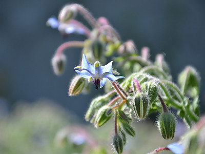 보리지 사진 - Borago officinalis L. Photos