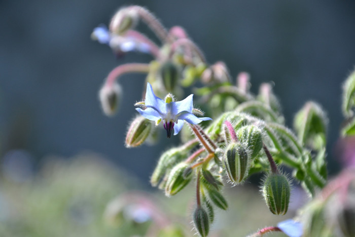 보리지 - Starflower, Borago officinalis L.