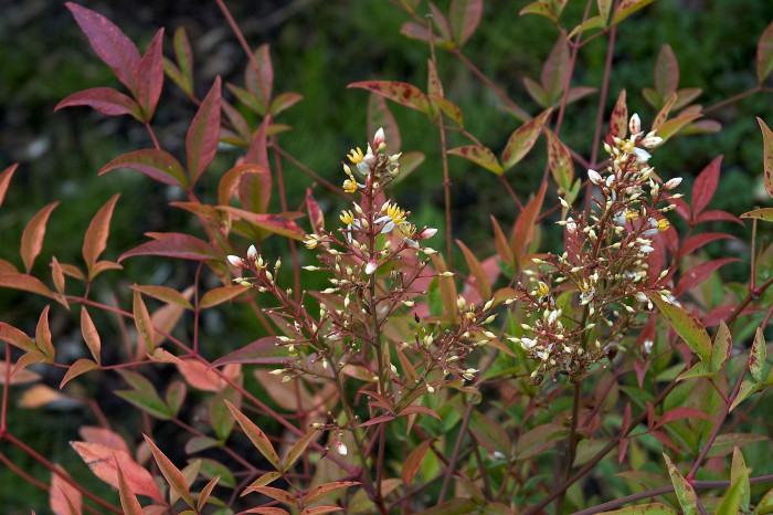 남천 - Heavenly bamboo, Nandina domestica Thunb.