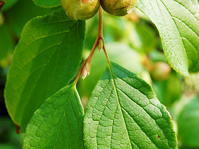 노각나무 사진 - Stewartia pseudocamellia Maxim. Photos