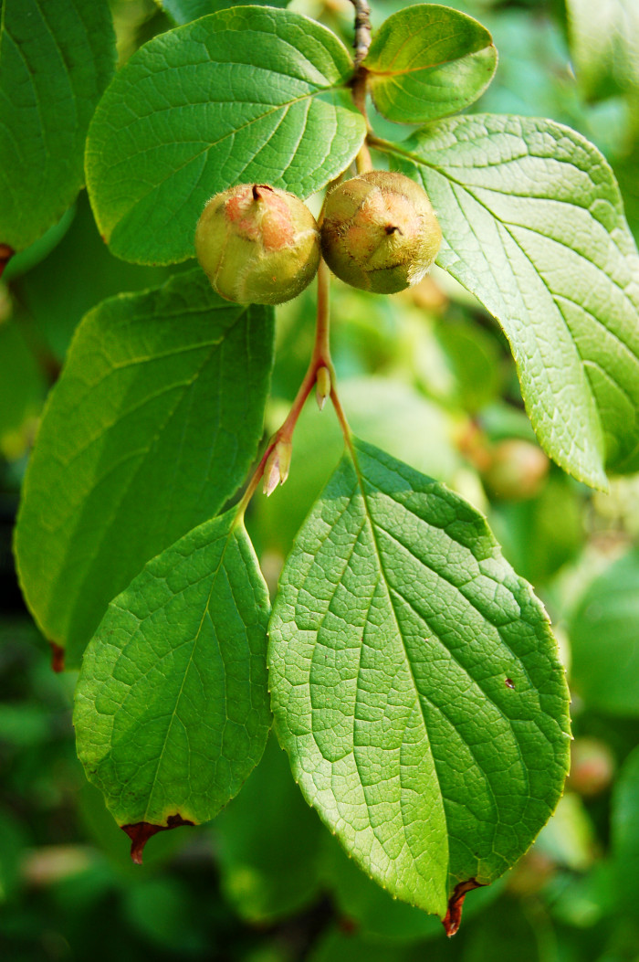 노각나무 - Stewartia pseudocamellia Maxim.