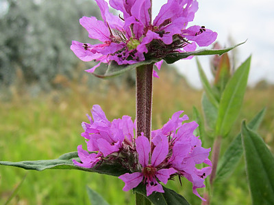 부처꽃 사진 - Lythrum anceps (Koehne) Makino Photos