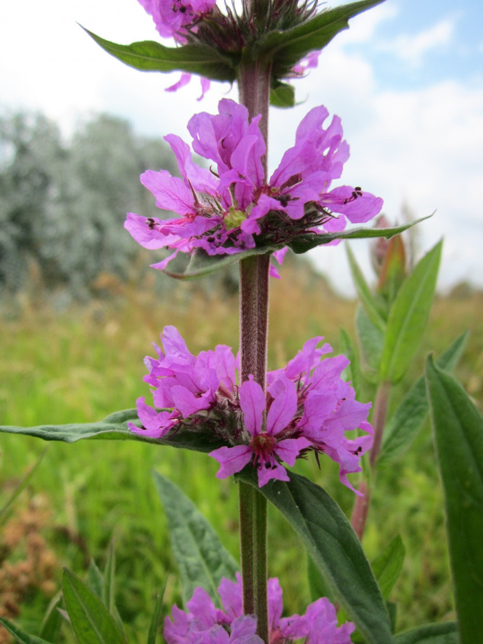 부처꽃 - Lythrum anceps (Koehne) Makino