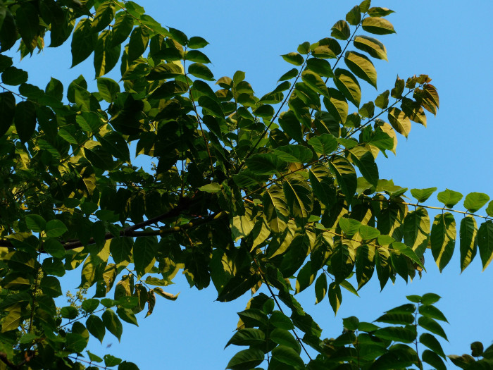 가죽나무 - Tree of Heaven, Ailanthus altissima (Mill.) Swingle for. altissima
