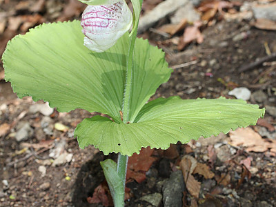 광릉요강꽃 사진 - Cypripedium japonicum Photos