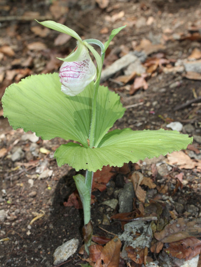 광릉요강꽃 - Cypripedium japonicum