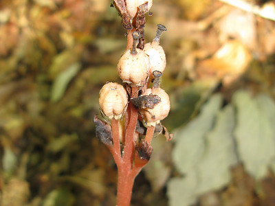 구상난풀 사진 - Monotropa hypopithys L. Photos
