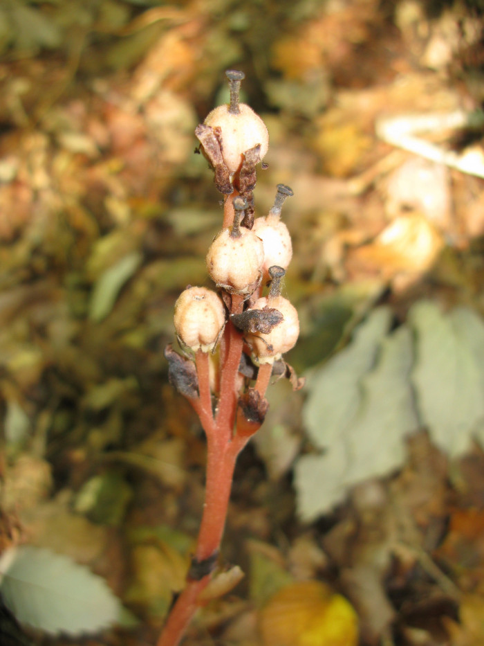 구상난풀 - Monotropa hypopithys L.