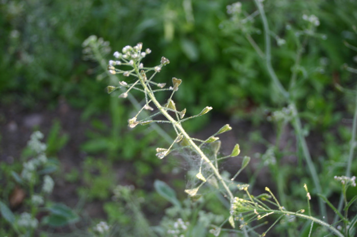 냉이 - Shepherd purse, Capsella bursapastoris (L.) L.W.Medicus